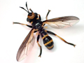 Leopoldius calceatus